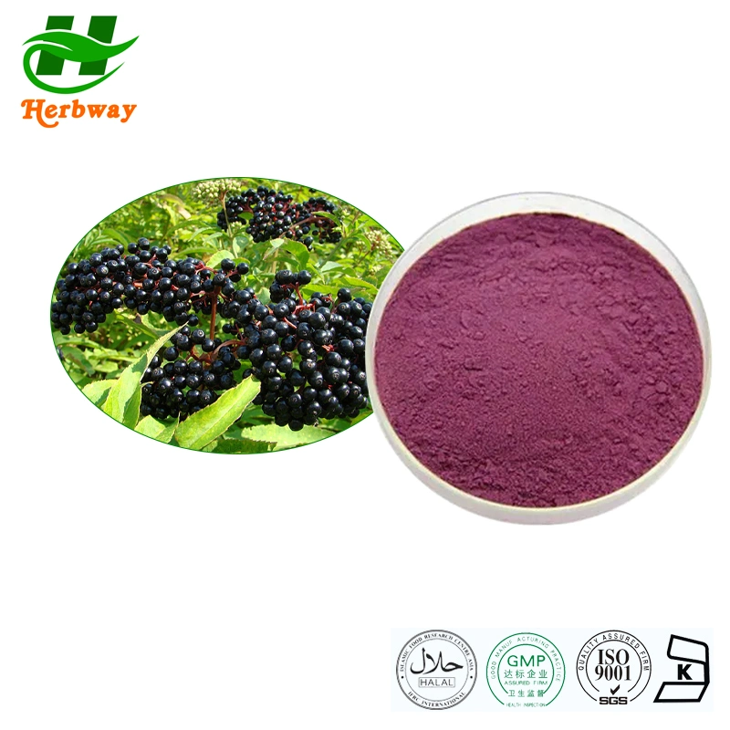 100% Natural Anthocyanins Plant Extract Antioxidant Elderberry Extract/Elderberry Extract Powder Sambucus Nigra L.